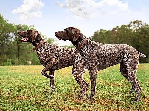 Paint By Number Kit- Dogs