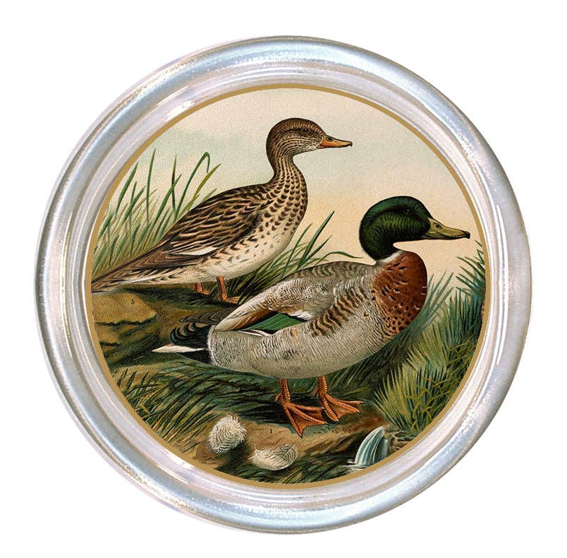 Ducks glass coaster