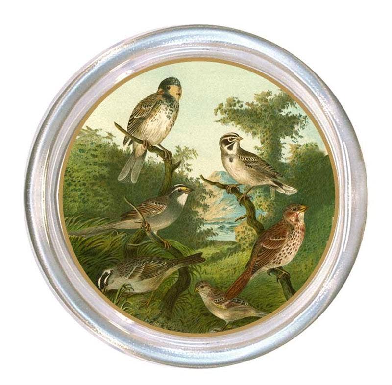 Brown Birds glass coaster